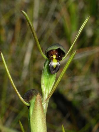 Orthoceras strictum - Horned Orchid.jpg